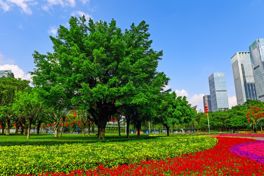 深圳市民中心的绿化
