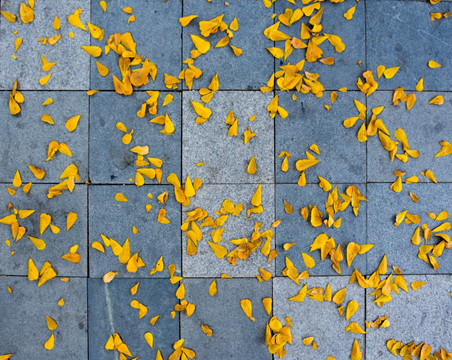 石板砖地上的落叶