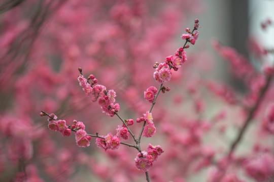梅花