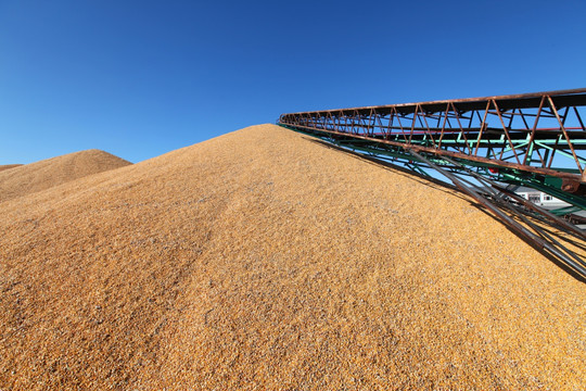 粮仓苞米玉米堆