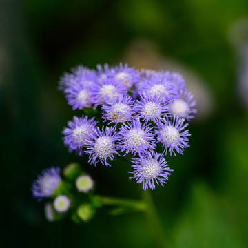 春天蓝色小花