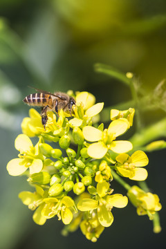 蜜蜂