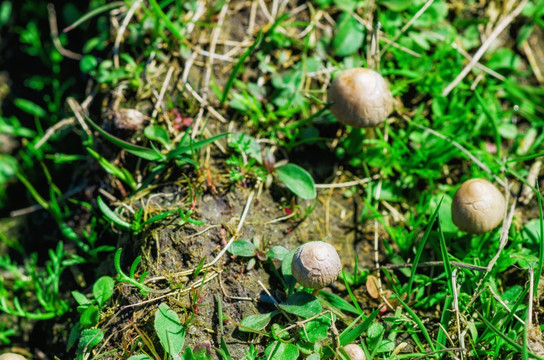 湿地公园野生蘑菇