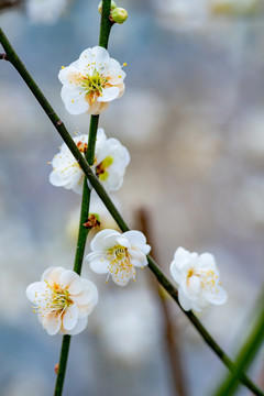 梅花