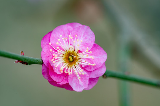 梅花
