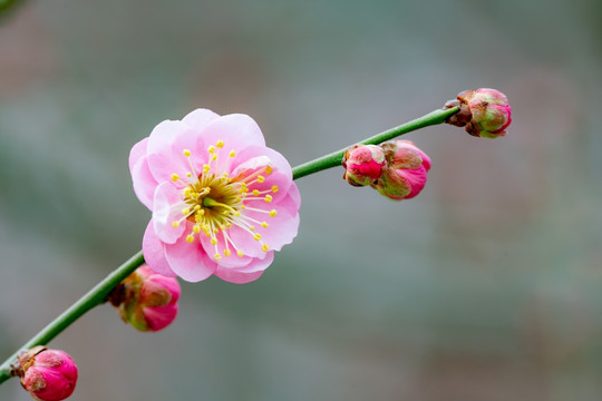 梅花