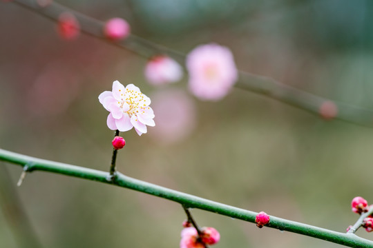 梅花