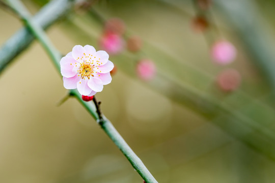 梅花