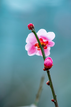 梅花