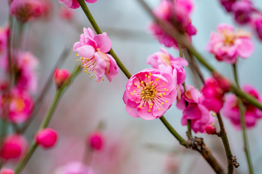 梅花