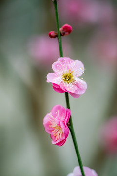 梅花