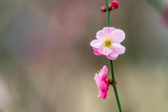 梅花