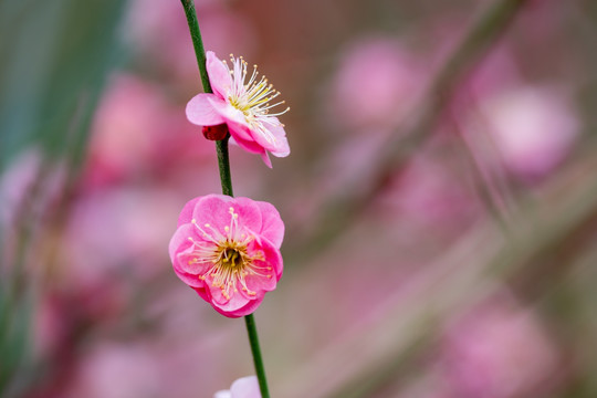 梅花