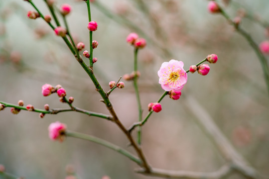 梅花