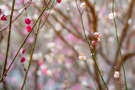 梅花