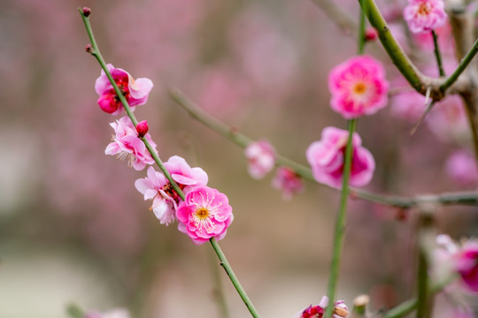 梅花
