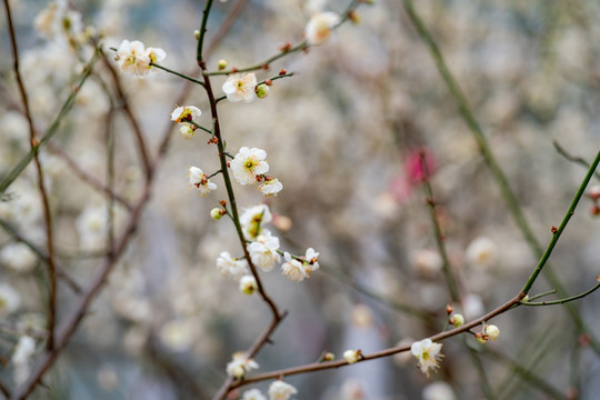 梅花