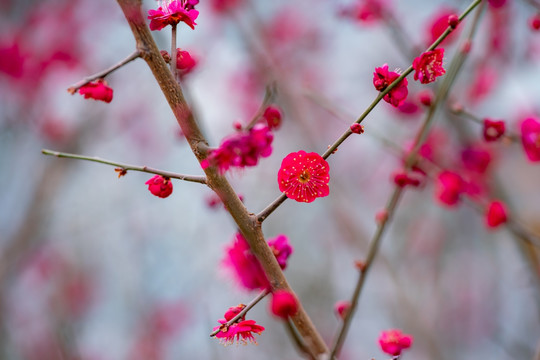 梅花