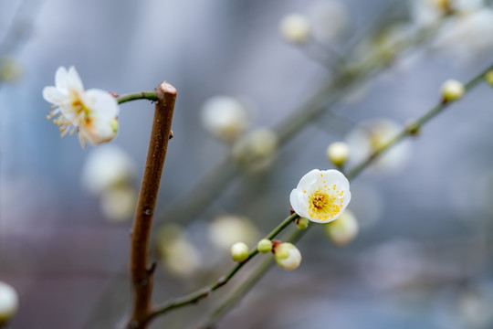 梅花