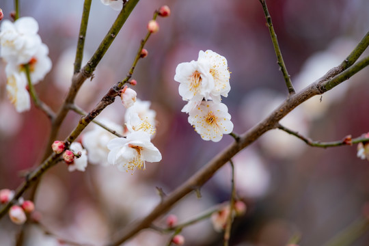 梅花