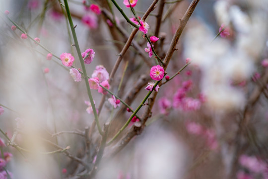 梅花