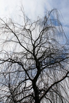 冬天的柳树