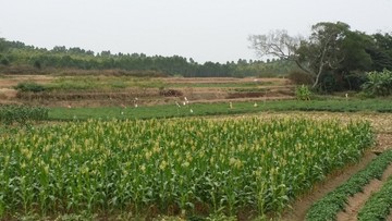 田野