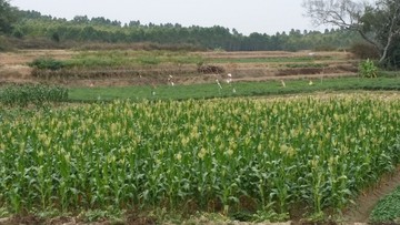 田野