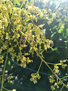 荔枝花