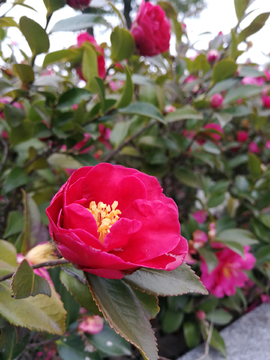 花卉
