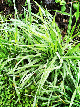 野草