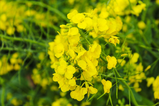 油菜花