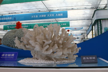 鹿角珊瑚