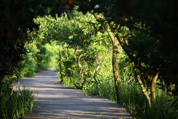 淇澳岛红树林湿地公园