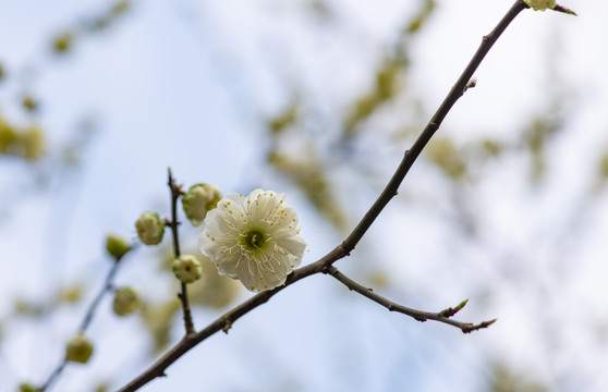 梅花