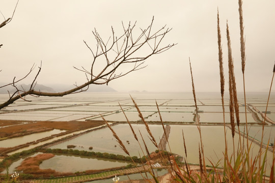 霞浦沙塘里