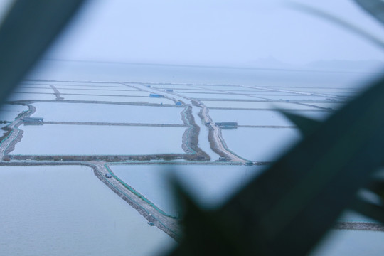 霞浦沙塘里