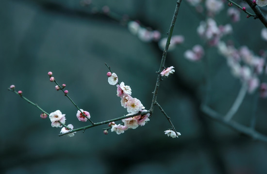 寒梅