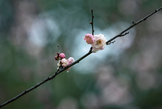 寒梅
