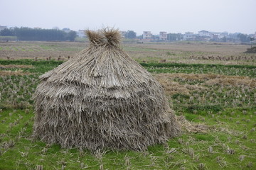 田野