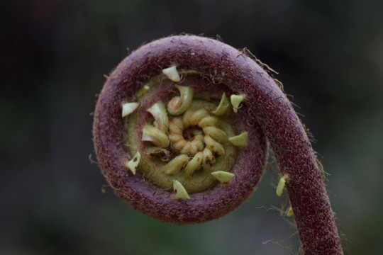 蕨菜