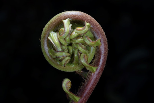 蕨菜