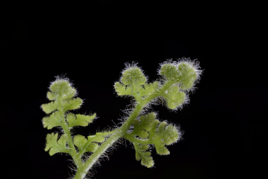 自然绿芽