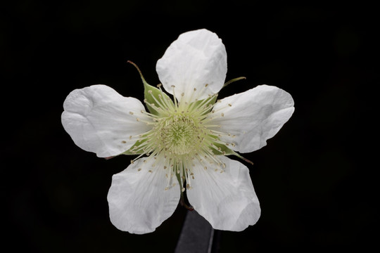 刺泡果花