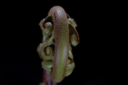 蕨菜