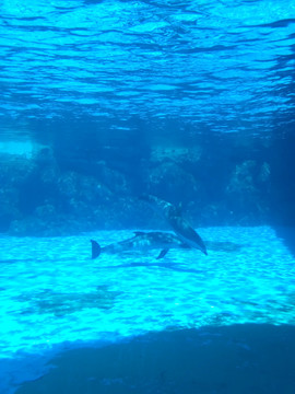珠海长隆海洋王国水族馆海豚