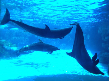 珠海长隆海洋王国水族馆海豚