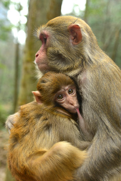 在猴妈妈怀里吃奶的幼猴
