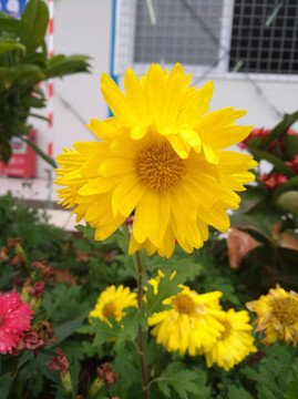 菊花