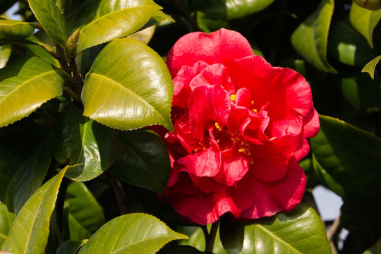 茶花